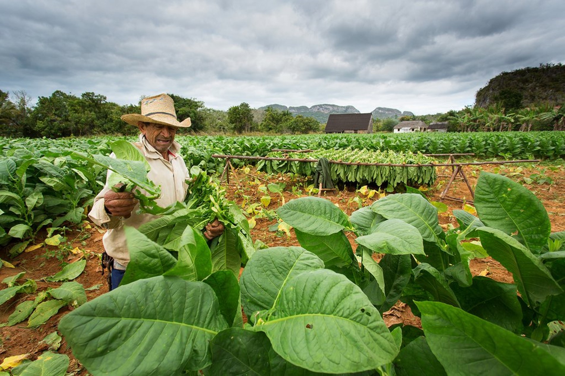 Discover Cuba Day 3 Vinales Tobacco Farmer